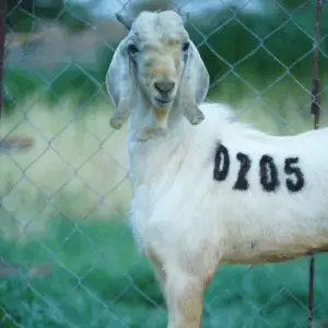 D-205
