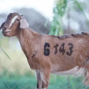 G-143