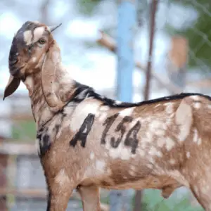 A-154