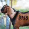 D-198 - Image 3